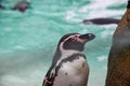 A single penguin stands on rocks by the water