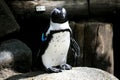 Single penguin in zoo