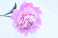 Single Peony Bloom With White Background Paeonia