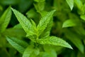 Single peppermint plant Royalty Free Stock Photo