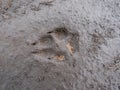 Single, perfect footprint of fox Vulpes vulpes in dried mud on the ground. Texture of fur and paws visible in gray mud clay