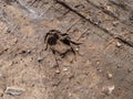 Single, perfect footprint of fox Vulpes vulpes in dried mud on the ground. Texture of fur and paws visible in gray mud clay