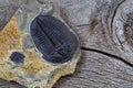 Single perfect fossilized trilobite in close up view Royalty Free Stock Photo