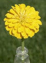 Single Perfect Pure Yellow Zinnia Flower