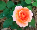 Single perfect soft focus peace rose against green leaves - close up