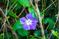 Single periwinkle flower in undergrowth Royalty Free Stock Photo