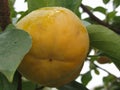 Single persimmon fruit on the tree in leaves Royalty Free Stock Photo