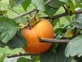 Single persimmon fruit on the tree in leaves Royalty Free Stock Photo