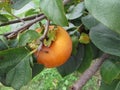 Single persimmon fruit on the tree in leaves Royalty Free Stock Photo