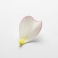 Single petal with a soft gradient from pale pink to white and a Royalty Free Stock Photo