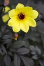 Single Petaled Yellow Dahlia Flower Royalty Free Stock Photo