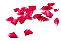 single petals of a red rose, clipart, isolated on a white Royalty Free Stock Photo