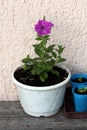 Single Petunia plant with dark violet flowers growing from white flower pot in local urban garden Royalty Free Stock Photo