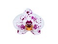 Single phalaenopsis orchid flower head closeup isolated on white background , clipping path Royalty Free Stock Photo