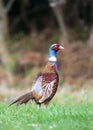 Single pheasant with beatiful plumage Royalty Free Stock Photo