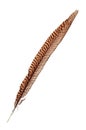 Single pheasant feather Royalty Free Stock Photo