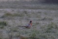 A single pheasant in a frosty meadow Royalty Free Stock Photo