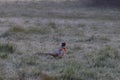 A single pheasant in a frosty meadow