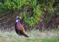 Single pheasant stood Royalty Free Stock Photo