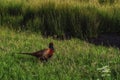 Single pheasant strawling through the high grass Royalty Free Stock Photo