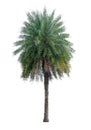 Single Phoenix Dates Palm tree isolated on white background, pinate silver leaf of palmae plant die cut with clipping path Royalty Free Stock Photo