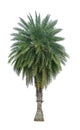 Single Phoenix Dates Palm tree isolated on white background, pinate silver leaf of palmae plant die cut with clipping path Royalty Free Stock Photo