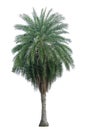 Single Phoenix Dates Palm tree isolated on white background, pinate silver leaf of palmae plant die cut with clipping path Royalty Free Stock Photo