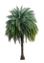 Single Phoenix Dates Palm tree isolated on white background, pinate silver leaf of palmae plant die cut with clipping path Royalty Free Stock Photo