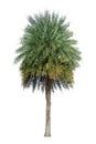 Single Phoenix Dates Palm tree isolated on white background, pinate silver leaf of palmae plant die cut with clipping path Royalty Free Stock Photo