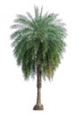 Single Phoenix Dates Palm tree isolated on white background, pinate silver leaf of palmae plant die cut with clipping path Royalty Free Stock Photo