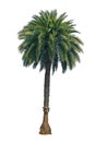 Single Phoenix Dates Palm tree Royalty Free Stock Photo
