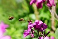 Flight study of a large bee-fly Royalty Free Stock Photo