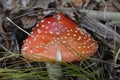 Single phylum toadstool growing through the forest's lupine