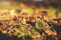 Single physical Bitcoin coin outdoor on the ground in a forest Royalty Free Stock Photo