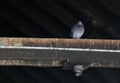 Single Pidgeon on a Rafter Royalty Free Stock Photo
