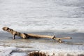 A single piece of tree trunk lies on the ice near the river Royalty Free Stock Photo