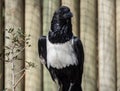 Single pied crow (Corvus albus) perched on a branch, its feathers ruffled by the wind Royalty Free Stock Photo