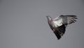 Single pigeon flying in air Royalty Free Stock Photo