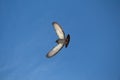 Single pigeon flying in air Royalty Free Stock Photo