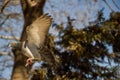 Single pigeon flying in air Royalty Free Stock Photo