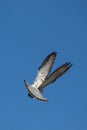 Single pigeon flying in  air Royalty Free Stock Photo