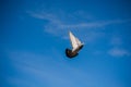 Single pigeon flying in  air Royalty Free Stock Photo