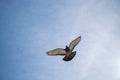 Single pigeon flying in  air Royalty Free Stock Photo