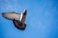 Single pigeon flying in air Royalty Free Stock Photo