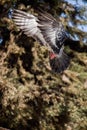 Single pigeon flying in air Royalty Free Stock Photo