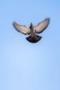 Single pigeon flying in air Royalty Free Stock Photo