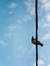 Single pigeon looking down from telephone / power lines