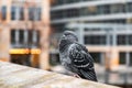 Single pigeon resting on a wall Royalty Free Stock Photo