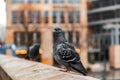 Single pigeon resting on a wall Royalty Free Stock Photo