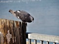 Single pigoen watching below its feet